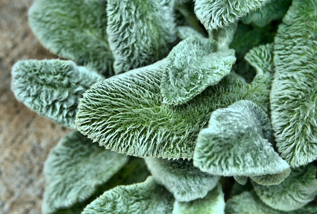 The soft touch of Lamb's Ear