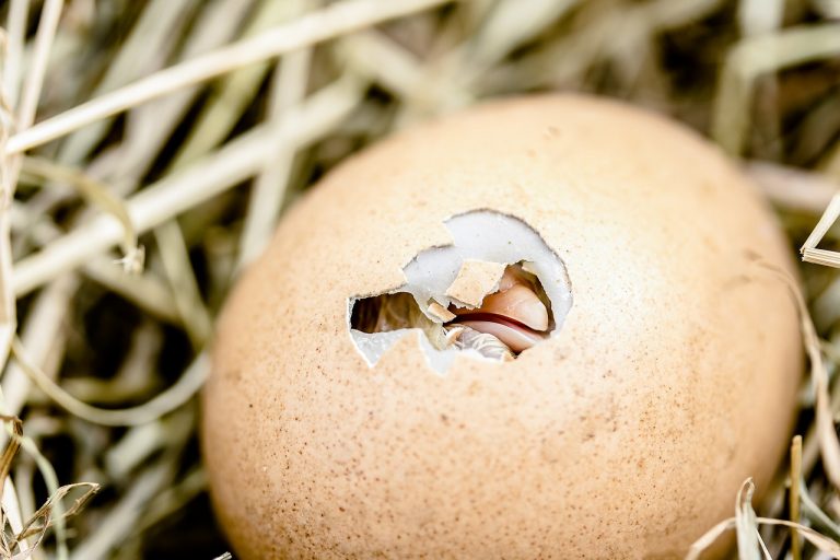 Chick breaking out of an egg