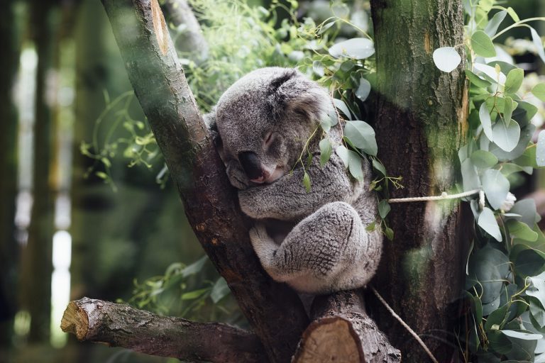 Sleeping Koala in nature